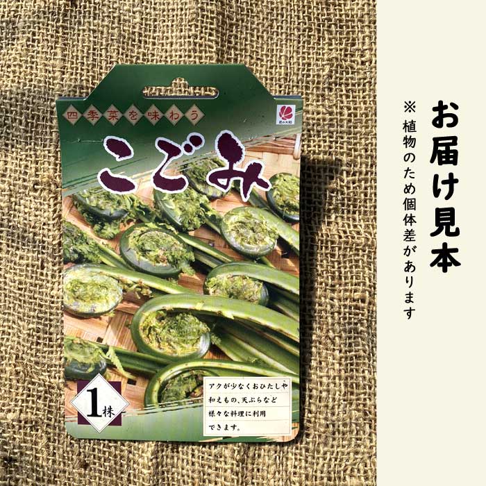 こごみ 1株 種株 種球根 屈 クサソテツ 家庭菜園 山菜 野菜 多年草
