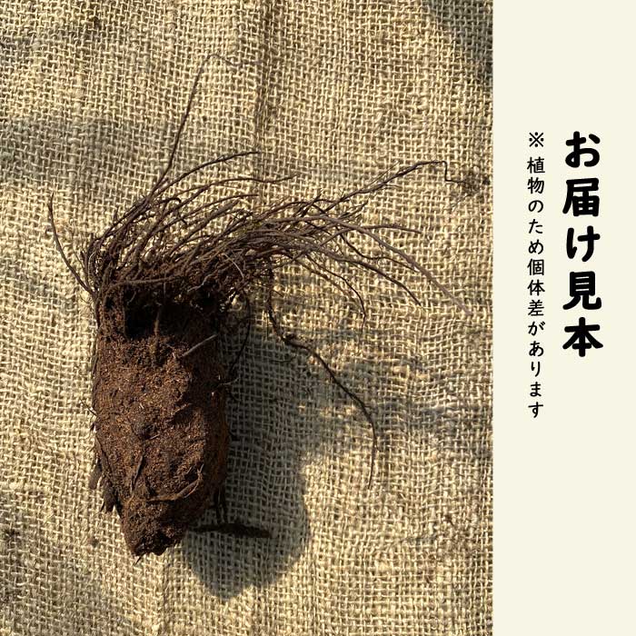 こごみ 1株 種株 種球根 屈 クサソテツ 家庭菜園 山菜 野菜 多年草
