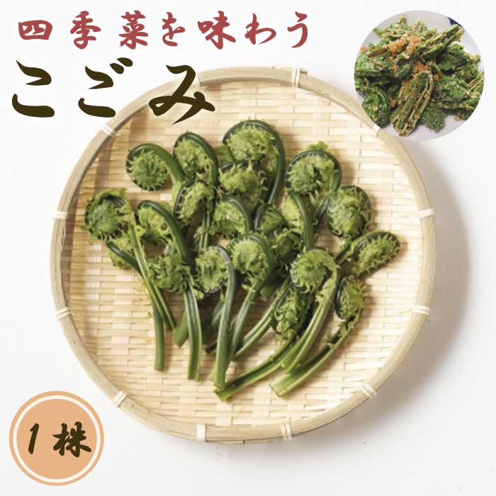 こごみ 1株 種株 種球根 屈 クサソテツ 家庭菜園 山菜 野菜 多年草
