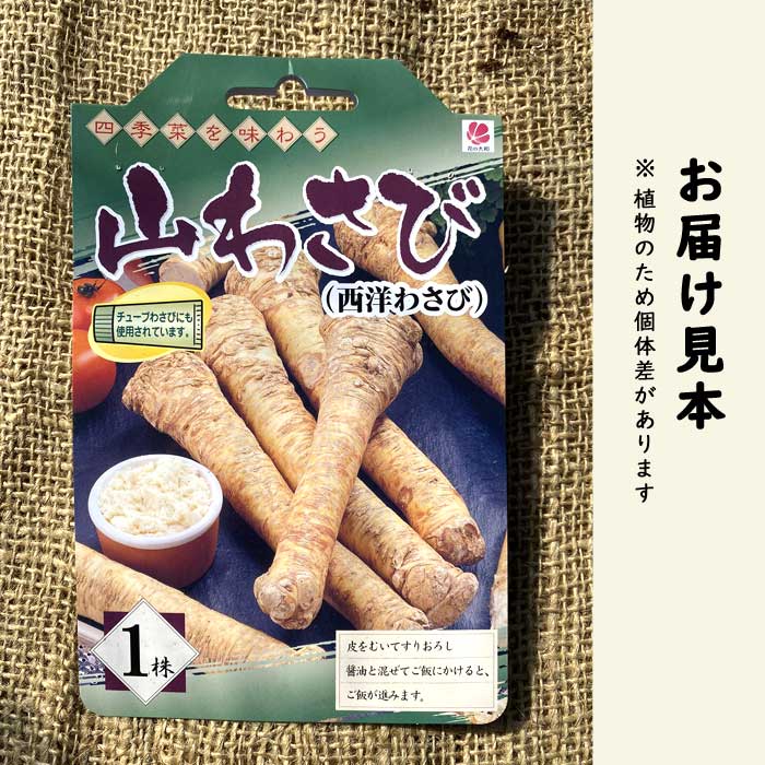山わさび 1株 種株 種球根 家庭菜園 ホースラディッシュ わさび 山葵
