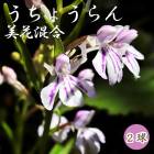 �� �����礦��� ���ֺ��� �� �庬 2�� �����祦��� ������ ���å������ǥ� ��ĳ�� ������� �߿��� �֤�����