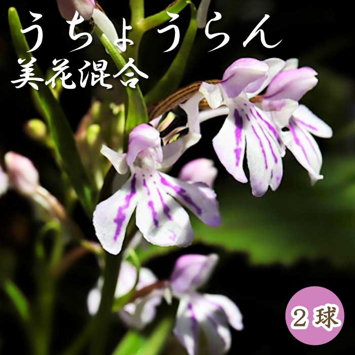 うちょうらん 美花混合 】 球根 2球 ウチョウラン 山野草 ロック