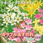��ǯ�֤��餯�� ����ե� �̤����� �� ���ե���󥵥� �庬 ������ 25�� �տ��� �����äѤʤ� zephyranthes �֤�����