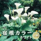 �� �ɺ� ���顼 �� �庬 1�� �������ʼ� �� �ۥ磻�� �տ��� �����äѤʤ� Calla �֤�����