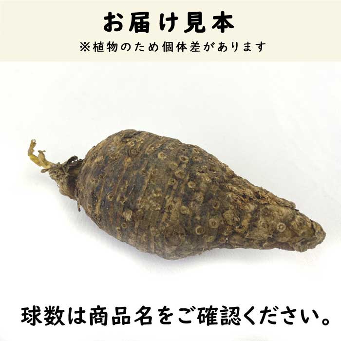 宿根 カラー 】 球根 1球 湿地性品種 白 ホワイト 春植え 植えっぱなし
