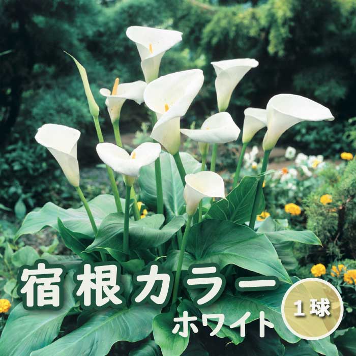 確認用　カラー　白　球根 宿根 カラー 】 球根 1球 湿地性品種 白 ホワイト 春植え 植えっぱなし