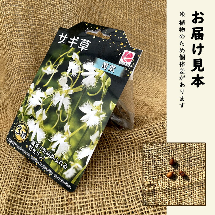 サギ草 【 青葉 】 球根 3株 野生ラン サギソウ 鉢植え 切り花 多年草