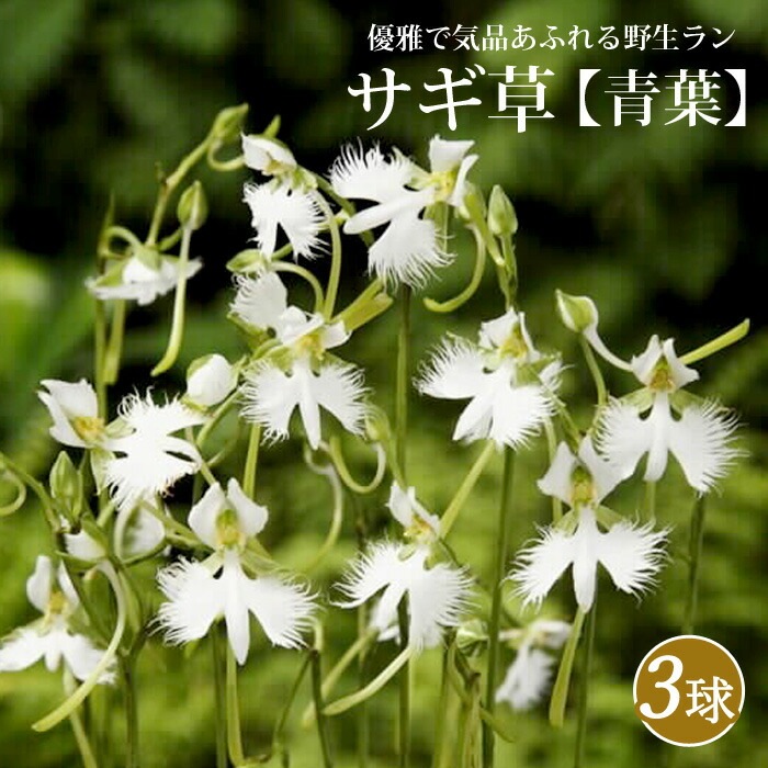 サギ草 【 青葉 】 球根 3株 野生ラン サギソウ 鉢植え 切り花 多年草