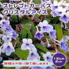 ��ͽ��ۥ��ȥ�ץȥ����ѥ� ���ꥹ���륢���� 12cm�ݥå� �����ǥ˥� �� �� �Ϥ� ¿ǯ�� ����̵����12����ܤ��缡ȯ����