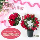 ��ͽ��� ����� �ץ쥼��� 2026ǯ �� ����̵�� �� �ߥ� �Х� �� ���󥰥����� ����󥰻�Ω�ơ�5��ȭ ���� �� ���ե� gift rose �����ǥ� �� ������