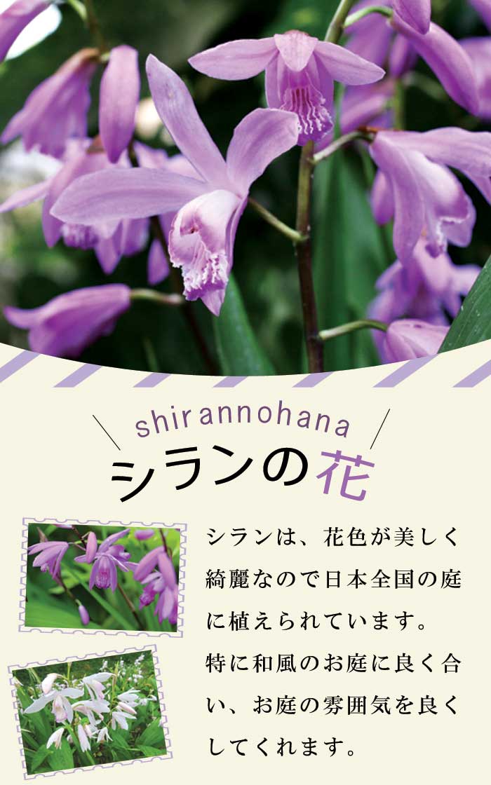 紫蘭 シラン 】 球根 3株 紫蘭 シラン 紫 山野草 多年草 シェード