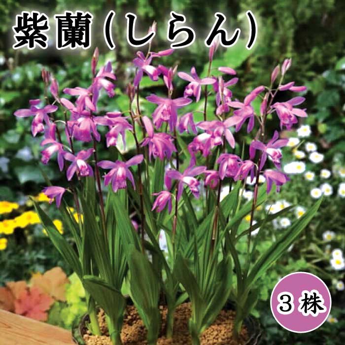 紫蘭 シラン 】 球根 3株 紫蘭 シラン 紫 山野草 多年草 シェード