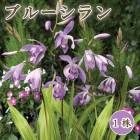 �� �֥롼 ����� �� �庬 1�� ���� ����� �� ������ ¿ǯ�� �������ɥ����ǥ� �߿��� �֤�����