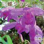 �� ��ĳ ����� �� �庬 1�� ���� ����� �� ������ ¿ǯ�� �������ɥ����ǥ� �߿��� �֤�����