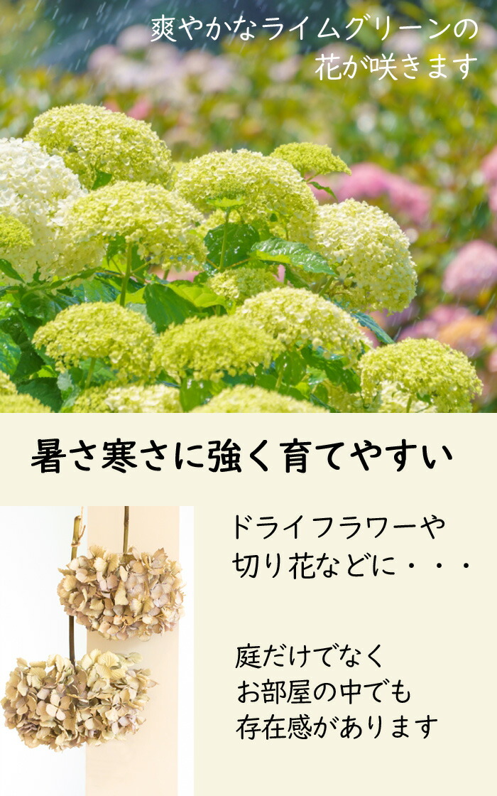 アジサイ アナベル 苗 ライムのアナベル 15cmポット大苗 （登録