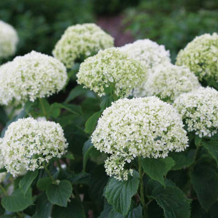 アナベル　苗 アジサイ アナベル 苗 【ピンクのアナベル ［登録品種］】 5号ポット苗