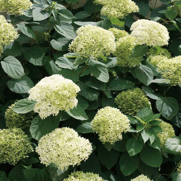 アジサイ アナベル 苗 ライムのアナベル 15cmポット大苗 （登録