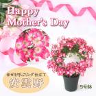 ��ͽ��� ����� �ץ쥼��� 2026ǯ �� ����̵�� �� �ߥ� �Х� �� ������ ����󥰻�Ω�ơ�5��ȭ ���� �� ���ե� gift rose �����ǥ� �� ������