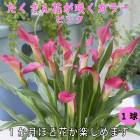 ���顼 �庬 1�� ��������֤��餯 �� �� �ԥ� �۽տ��� �����äѤʤ� Calla �֤�����