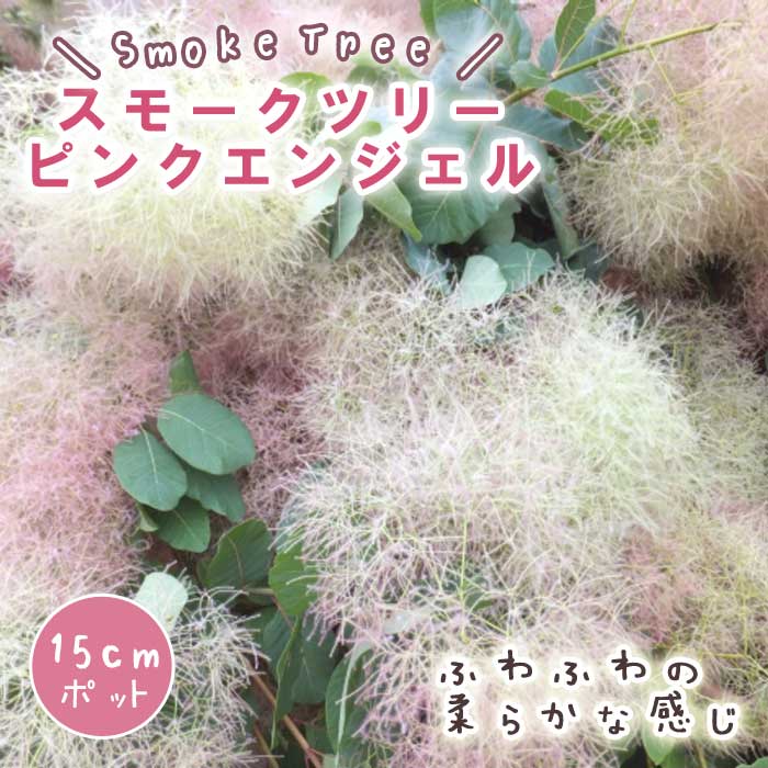 スモークツリーピンクエンジェル 25年10月中下旬予約]スモークツリー：ピンクエンジェル5号ポット