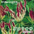 �����ꥪ�� �庬 �տ��� �� ���륽�ˡ� ��1�� �ֻ�˲� gloriosa ��ꥰ��� �֤�����