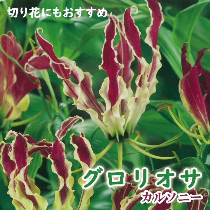 グロリオサ 球根 春植え 【 カルソニー 】1球 赤紫に黄 gloriosa