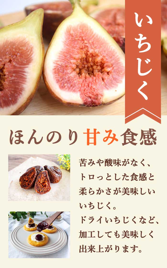 イチジク（蓬莱柿）実付苗：現品 楽天市場】イチジク 苗 【早生日本種 （別名： 蓬莱柿）】 1年生