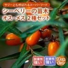 ٥꡼  ͺڤȻڥå 18ݥå ޤ 23ǯ ̼  ռ  Хå ѡա