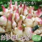 �� ��ժ �� �� ��¿ʡ ���礦�� ��500��� ��庬 ���ܸ��� ���祦�� ��̣ ���󥸥㡼 ginger �֤�����