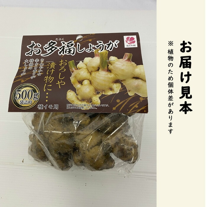 種 生姜 【 国産 お多福 しょうが 約500g】 種球根 熊本県産 ショウガ
