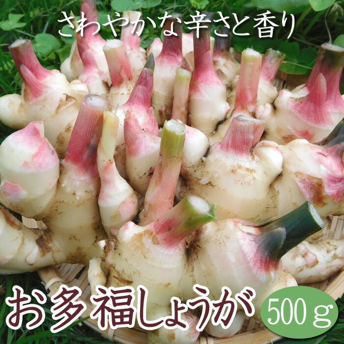 種 生姜 【 国産 お多福 しょうが 約500g】 種球根 熊本県産 ショウガ