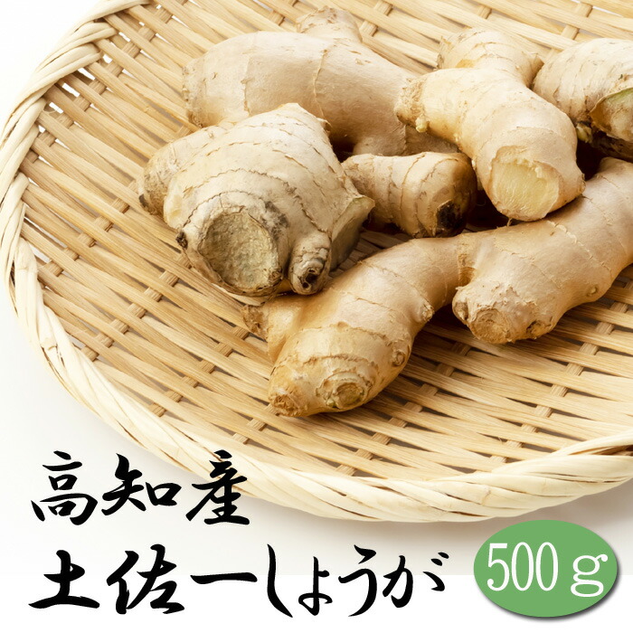 種 生姜 【 高知産 土佐一 しょうが 約500g】 種球根 国産 ショウガ