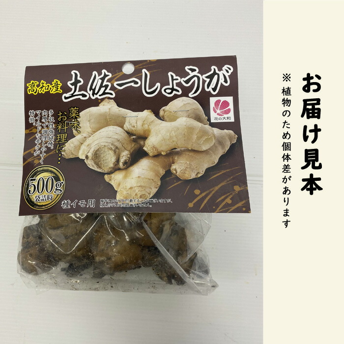 種 生姜 【 高知産 土佐一 しょうが 約500g】 種球根 国産 ショウガ