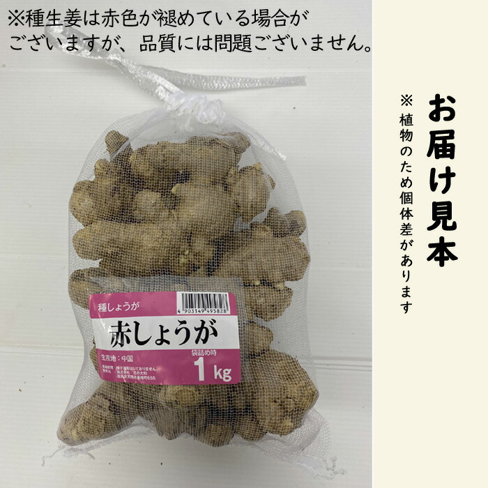 種生姜 【 中国産 赤 しょうが 】 種 球根 約1kg 家庭菜園 ショウガ