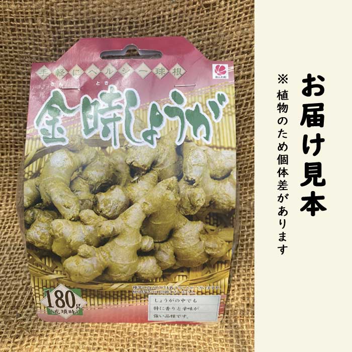 種 生姜 【 金時 しょうが 約180g】 種球根 千葉県産 国産 香り・辛み