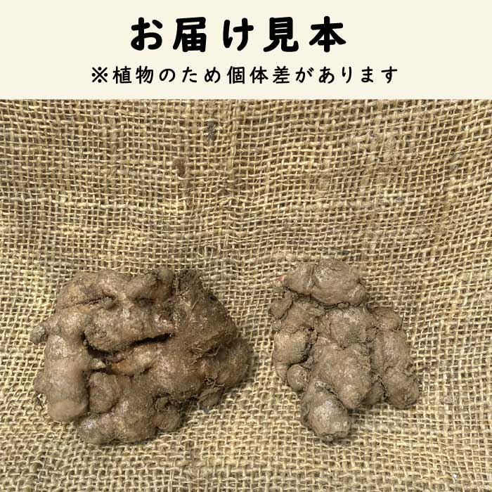 種 生姜 【 金時 しょうが 約180g】 種球根 千葉県産 国産 香り・辛み