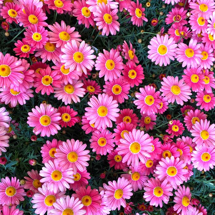 マーガレット ストロベリーホイップ 花苗 多彩な花色 長く咲き続ける