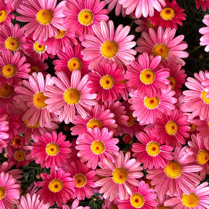 マーガレット ストロベリーホイップ 花苗 多彩な花色 長く咲き続ける