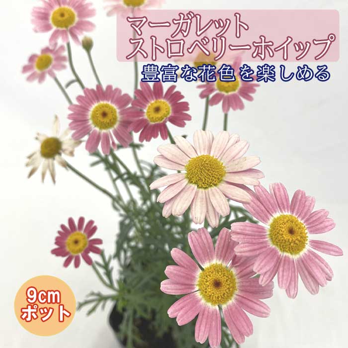 マーガレット ストロベリーホイップ 花苗 多彩な花色 長く咲き