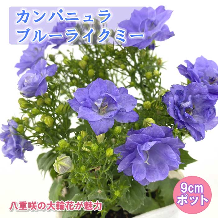 花苗 カンパニュラ 八重咲き 大輪花 半耐寒性 カンパニュラブルー