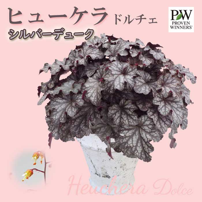 ҥ塼 ɥ ͵  顼꡼ ڥСǥ塼(Ͽʼ)9cmݥå տѲڤ Ƥ䤹 Ͽ 󤻿 PW ϥ