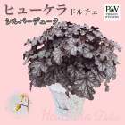 ҥ塼 ɥ ͵  顼꡼ ڥСǥ塼(Ͽʼ)9cmݥå տѲڤ Ƥ䤹 Ͽ 󤻿 PW ϥ