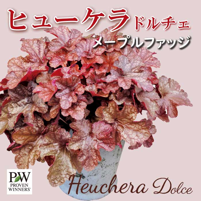 ҥ塼 ɥ ͵  顼꡼ ڥ᡼ץեå(Ͽʼ)9cmݥå տѲڤ Ƥ䤹 Ͽ 󤻿 ϥ󥮥 PW ϥ