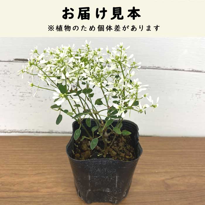 花苗 ユーフォルビア 苗 ユーフォルビアダイアモンドスノー 9cmポット
