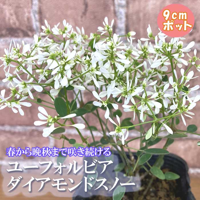 花苗 ユーフォルビア 苗 ユーフォルビアダイアモンドスノー 9cmポット