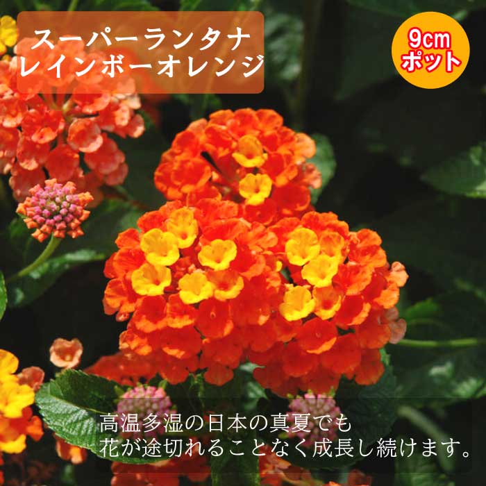花苗 スーパーランタナ レインボー オレンジ 長期開花 暑さに強い 9cm