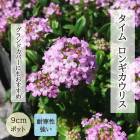 �ɺ��� �� ������ ���󥮥����ꥹ 9����ݥå� �����ɥ��С� ������� Thymus longicaulis ����ä��󤽤� ������ ���󤮤����ꤹ �����˶��� �뤵�˶���