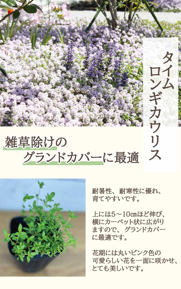 宿根草 苗 タイム ロンギカウリス 9cmポット グランドカバー 雑草