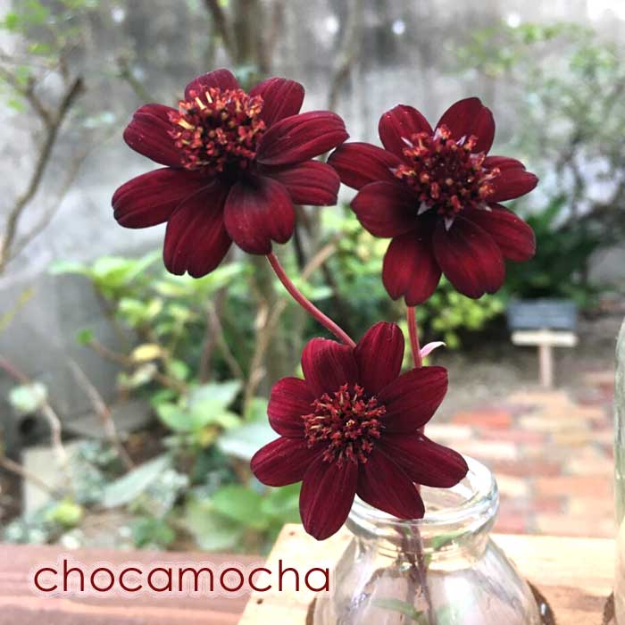 チョコレートコスモスの苗 楽天市場】チョコレートコスモス苗（花・ガーデン・DIY）の通販