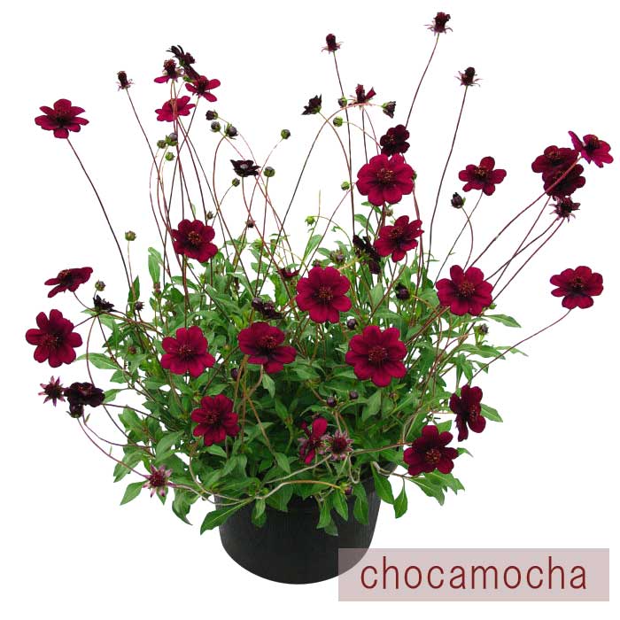 花苗 苗 チョコレート コスモス チョカモカ 開花期が長い 分岐性が良い